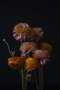 Orange and Pink Ranunculus no. 6