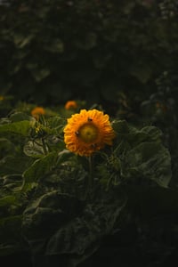 Sunflower Field 