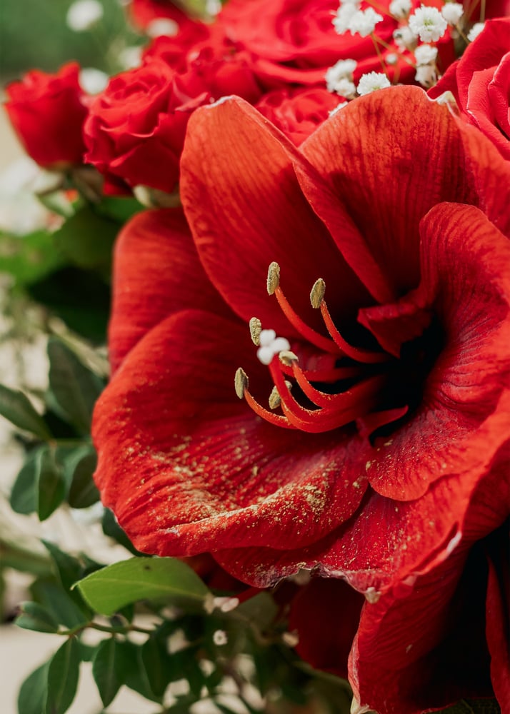 Image of Ramo rojizo XL