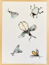 bugs A5 original illustration