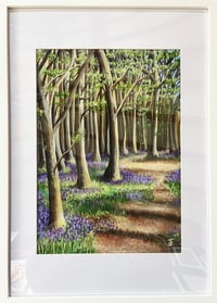 Image 2 of Pathway through the Bluebell Woods