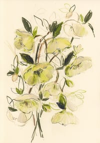 Hellebore study no. 4