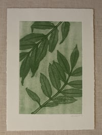 Image 4 of Ash leaves 02 - A4 - Original Print 
