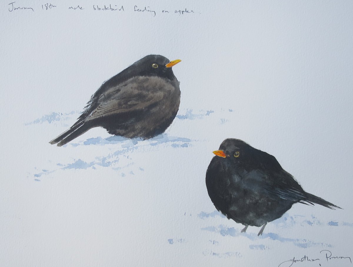 Image of Male blackbird in snow studies