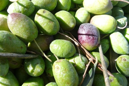 Picual Extra Virgin Olive Oil (Portugal) - Medium