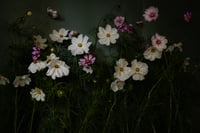 Sea of Cosmos