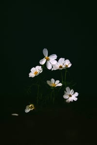 White Cosmos no. 2