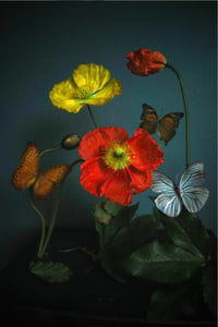 Poppies and Butterflies