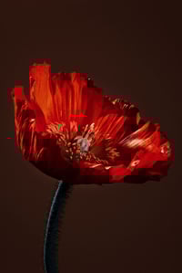 Poppy #8