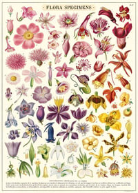 Cavallini & Co. Flora Specimens Poster, Archival Paper, Matte