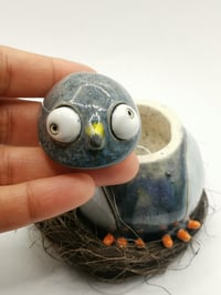 Image 2 of Pigeon 2