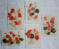 Image 1 of Set of postcards ~ Nasturtiums 