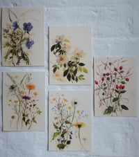 Image 1 of Set of postcards ~ Hedgerow