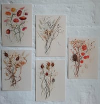 Image 1 of Set of postcards ~ Dried Stems