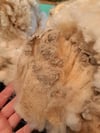 Romeldale - Raw Fleece