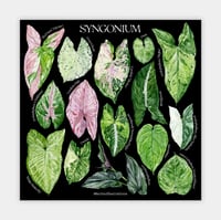 Image 4 of Syngonium Species Poster