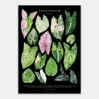 Image 5 of Syngonium Species Poster
