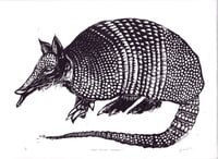 Image 1 of Nine-Banded Armadillo