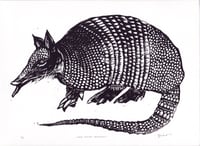 Image 2 of Nine-Banded Armadillo