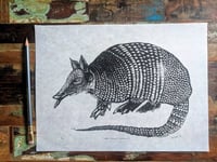 Image 3 of Nine-Banded Armadillo