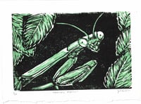 Image 1 of Praying Mantis Print