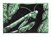 Image 2 of Praying Mantis Print