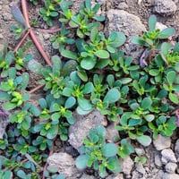 Wild Purslane Seeds