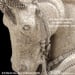 Image of Rearing Horse Wall Sculpture Art
