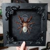Skeleton tarantula with labradorite stone