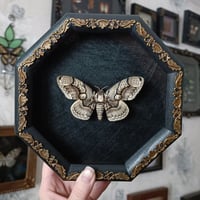 Image 1 of Brahmin Moth