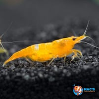 Image 2 of Cherry Shrimp