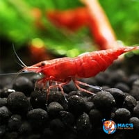 Image 1 of Cherry Shrimp