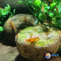 Image 4 of Cherry Shrimp
