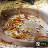 Image 3 of Cherry Shrimp