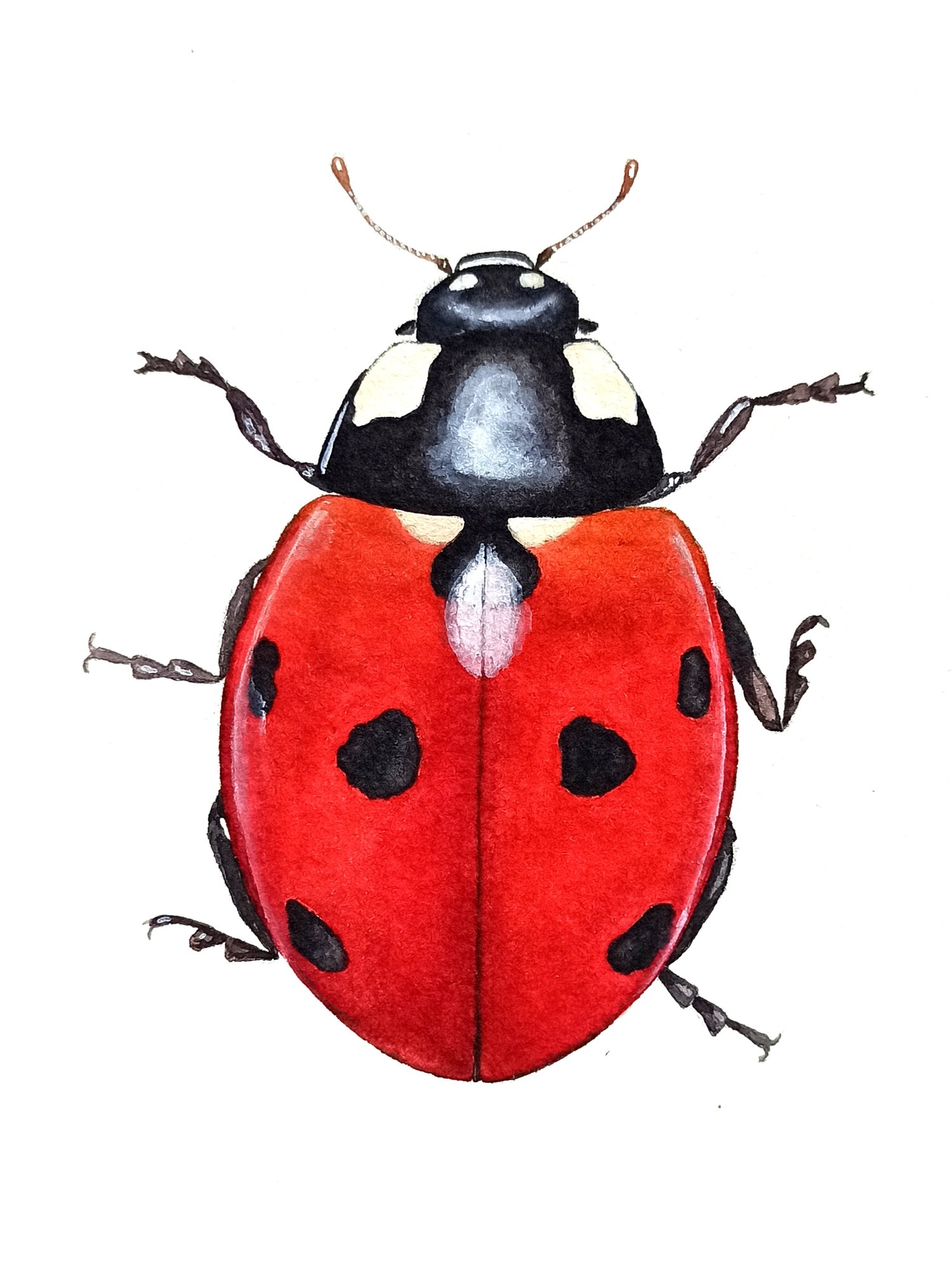 Image of Ladybug Original Artwork 