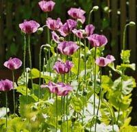 Image 2 of Opium Poppy Seeds (Hungarian Blues *RARE) Seed Pack (500+) SALE!