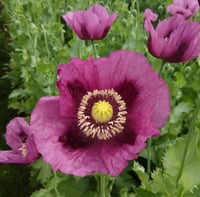 Image 1 of Opium Poppy Seeds (Hungarian Blues *RARE) Seed Pack (500+) SALE!