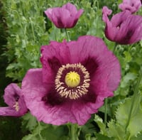 Image 1 of  Poppy Seeds (Hungarian Blues *RARE) Seed Pack (500+) SALE!