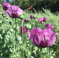 Image 3 of Opium Poppy Seeds (Hungarian Blues *RARE) Seed Pack (500+) SALE!