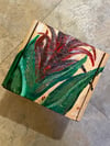 Bromeliad Box