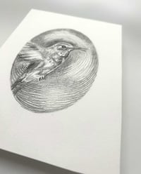 Image 2 of Trochilidae – Hummingbird graphite drawing
