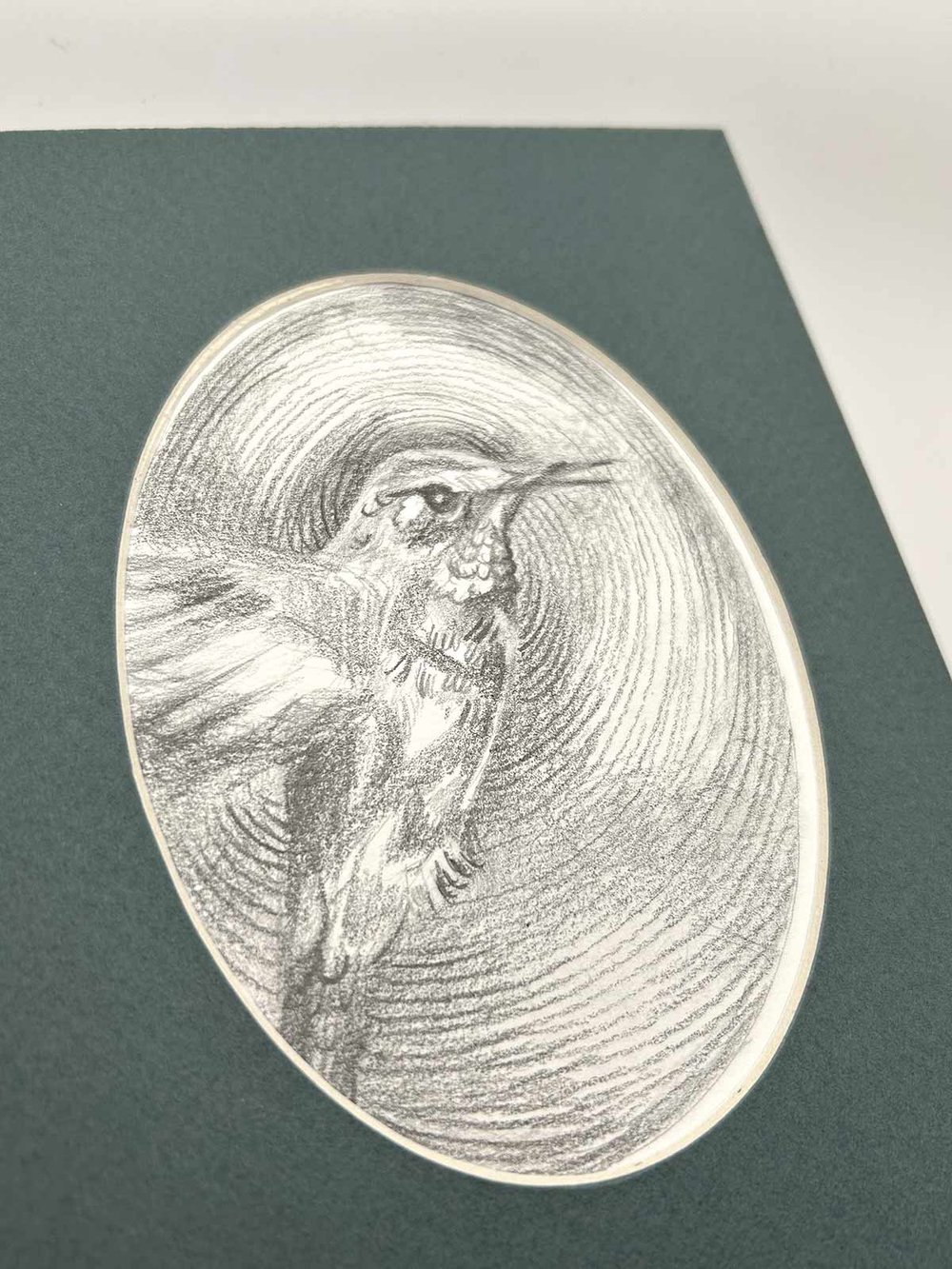 Trochilidae – Hummingbird graphite drawing