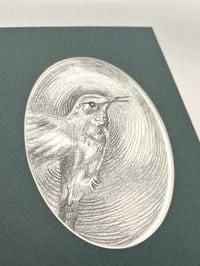 Image 3 of Trochilidae – Hummingbird graphite drawing