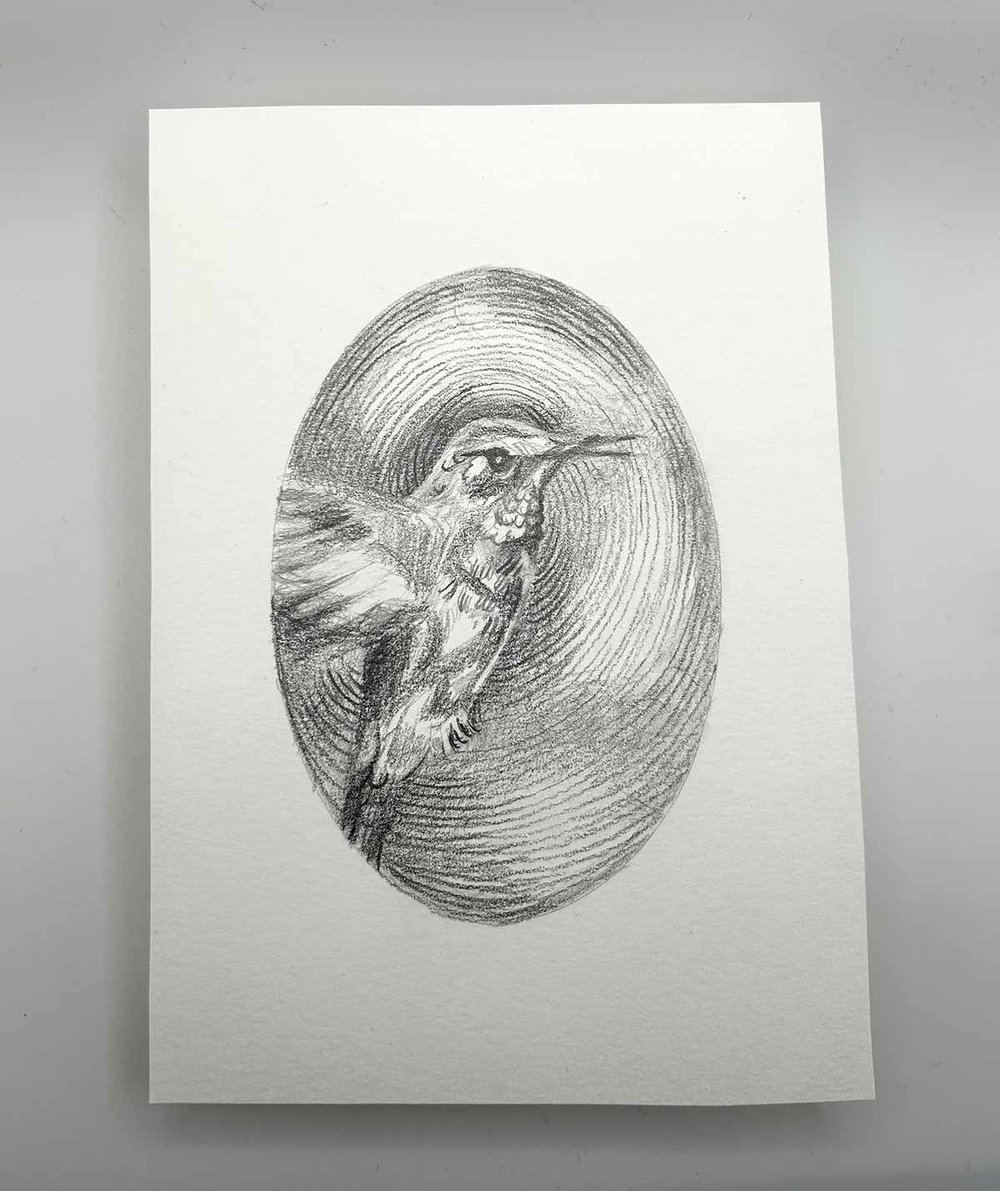 Trochilidae – Hummingbird graphite drawing