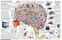 Simple Brain Map Poster 24" x 36"