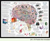New Size! Simple Brain Map 24" x 18" Print