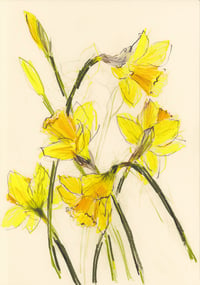 January daffodils no. 2