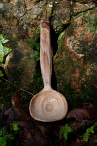 Image 3 of Sweet Chestnut Spoon