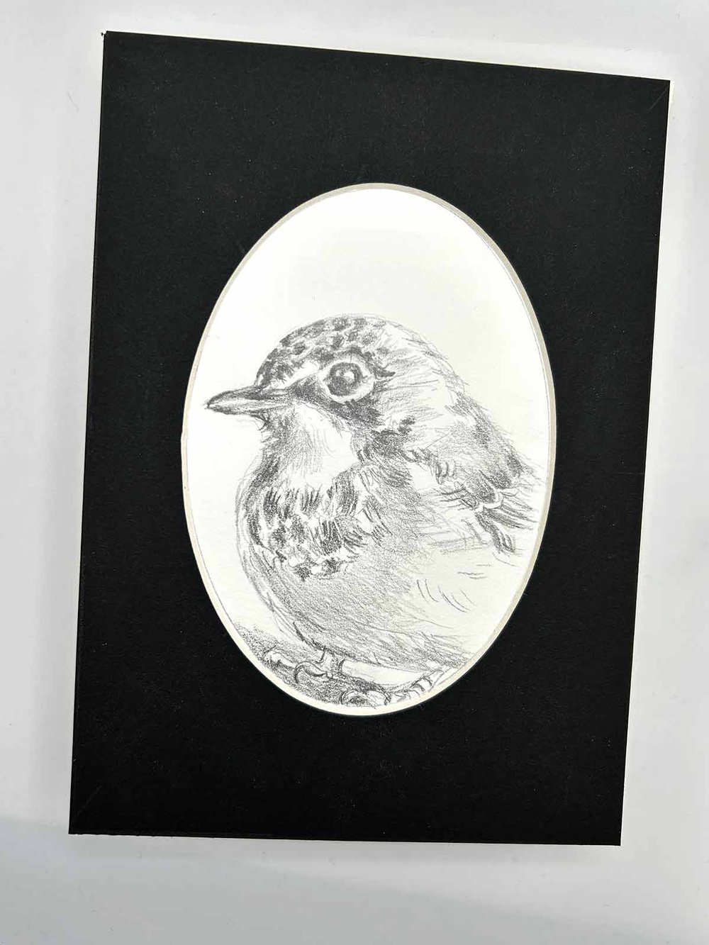 Cardellina canadensis – Canadian Warbler graphite drawing