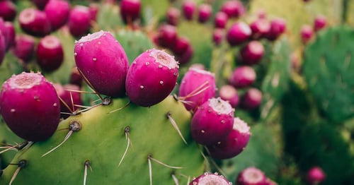 Image of West Texas Prickly Pear Cactus Jelly